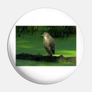 Juvenile Night heron Pin