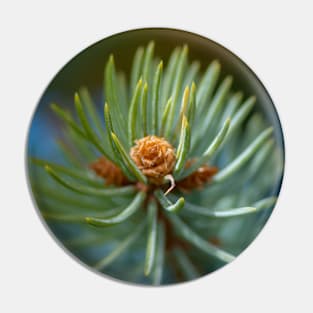 On Pines and Needles Pin