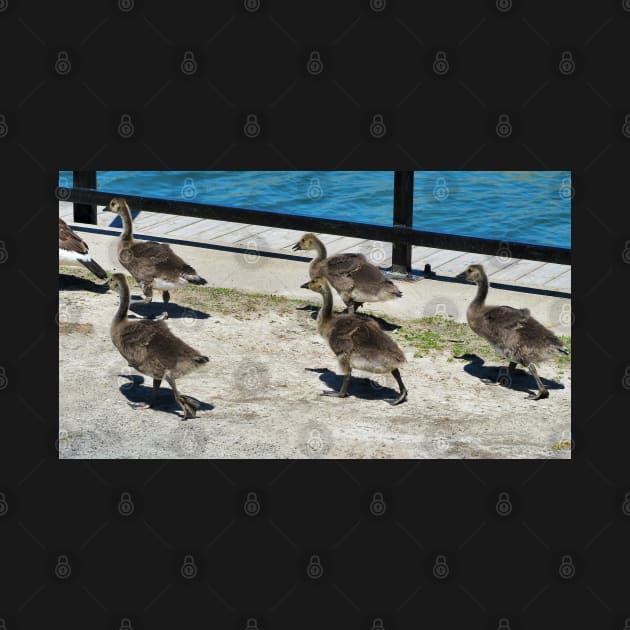 A Family Of Canada Goose Goslings by BackyardBirder