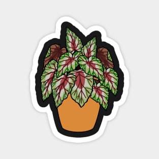 Begonia Rex Plant Illustration | Plant in a pot Magnet