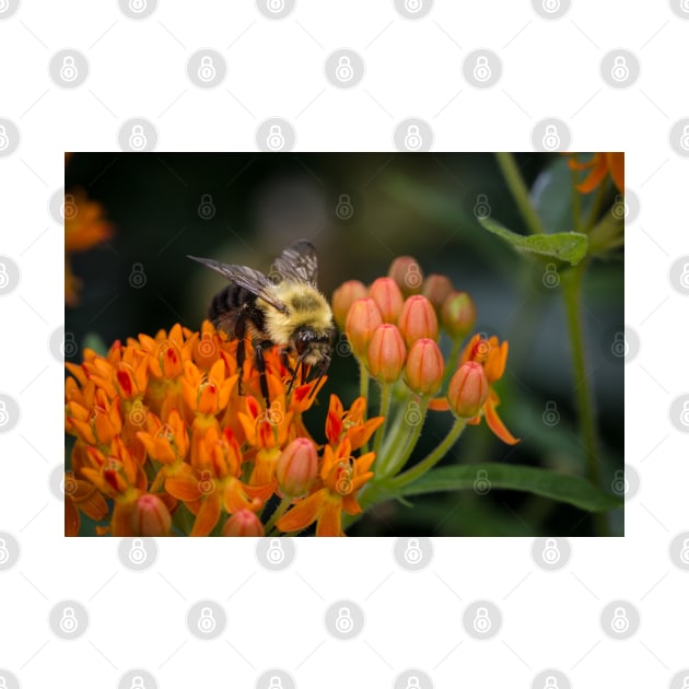 Bee On Butterfly Weed 2 by Robert Alsop