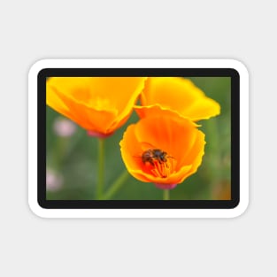 Bee and poppies Magnet