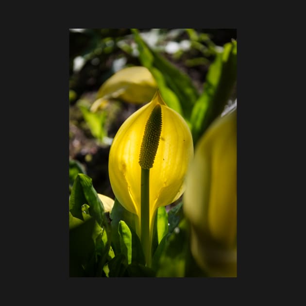 Skunk cabbage by jasminewang