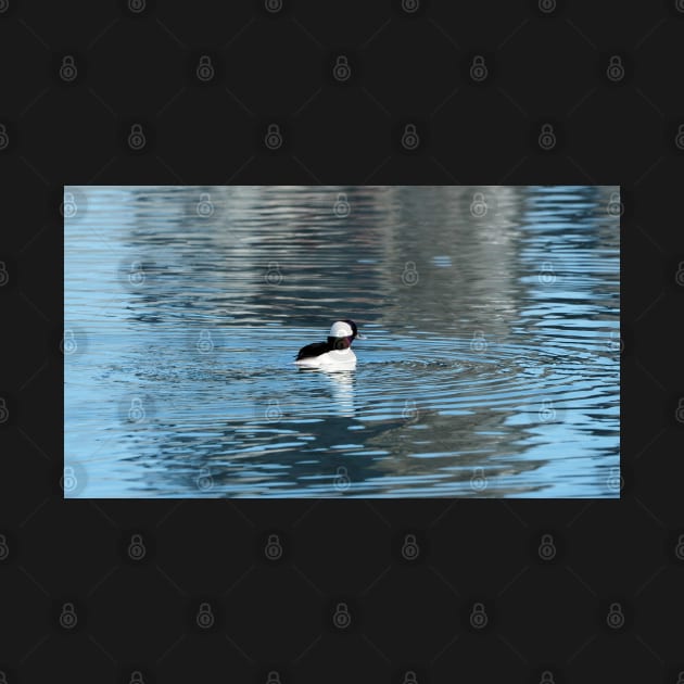 Bufflehead Swimming In The Water by BackyardBirder