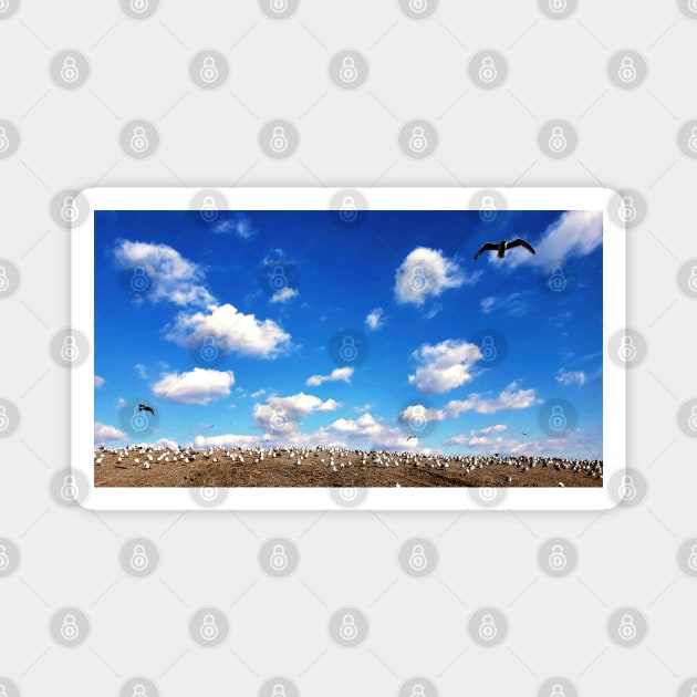 Birds On A Hill Magnet by Rosemarie Guieb Designs