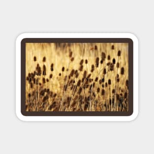 Golden Teasel Magnet