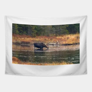 Moose - Algonquin Park, Canada Tapestry