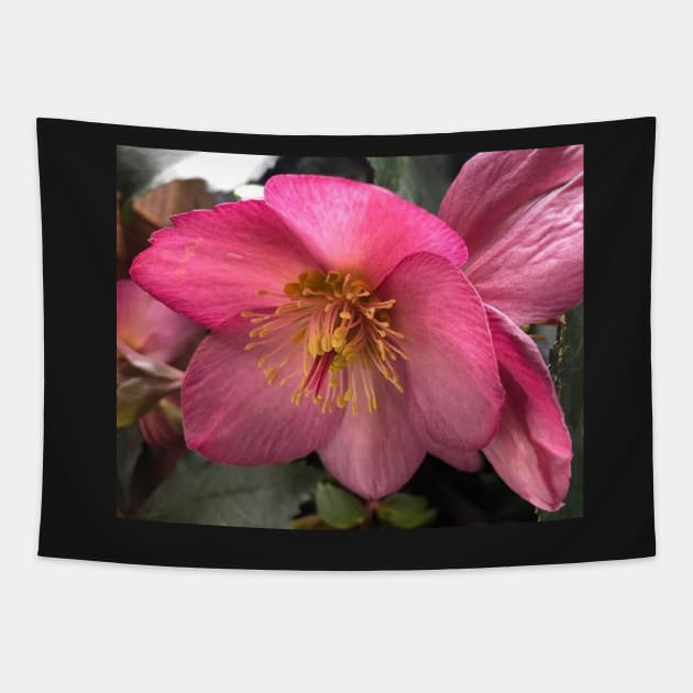 The Tender Winter Pink Hellebore Tapestry by Photomersion