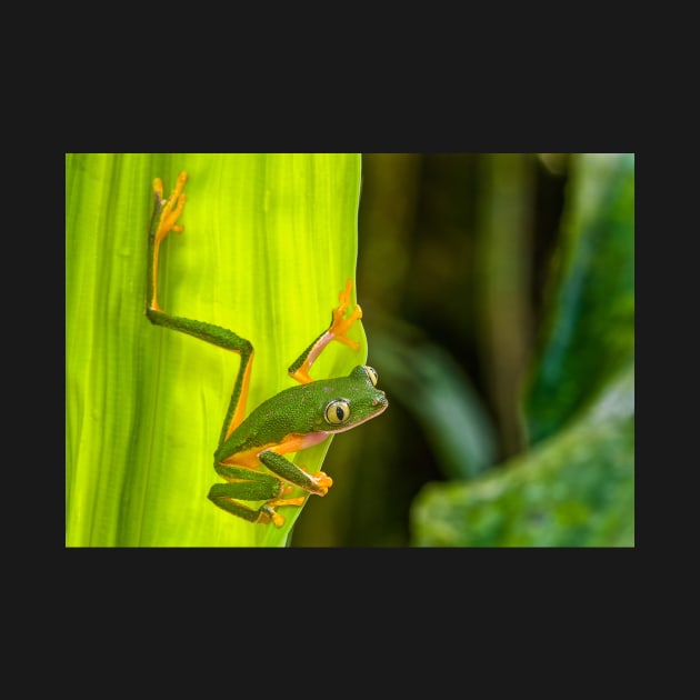 Cute Monkey Treefrog in the Rainforest by ScienceSource