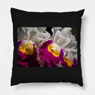 USA. Pennsylvania. Longwood Gardens. Orchids. Pillow