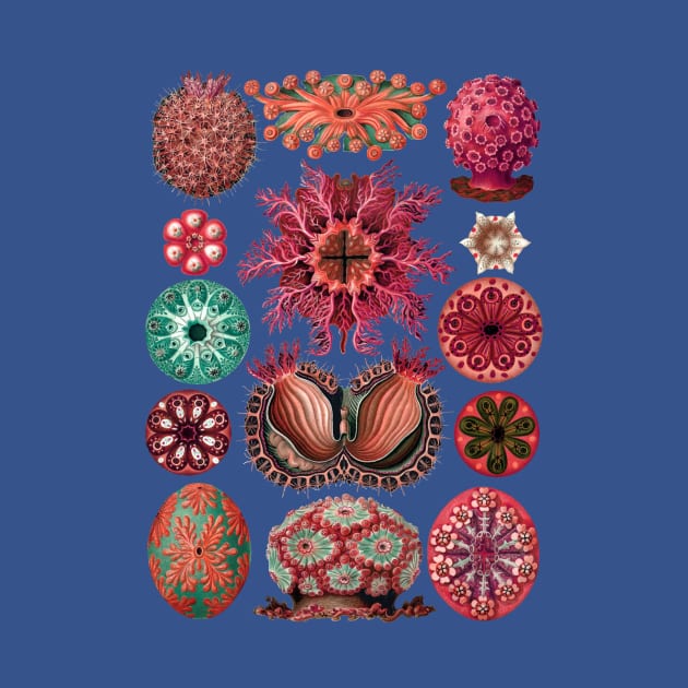 Ernst Haeckel Ascidiae Sea Squirts Red Hues by Scientistudio