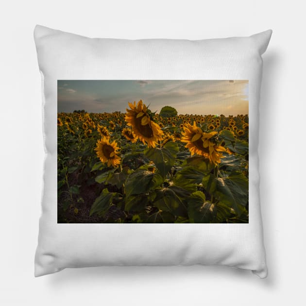Sunflowers Pillow by algill