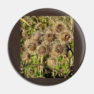 Thistle. Pin