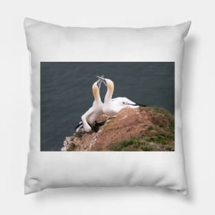 Pair of gannets Pillow