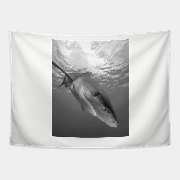 Inquisitive White Tip Shark Tapestry by jbbarnes