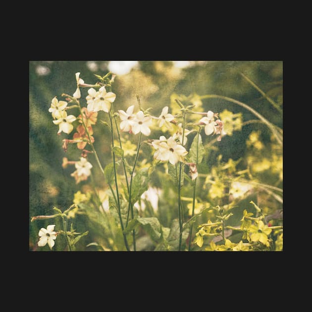 Yellow flowers blooming in a noody garden by Amalus-files