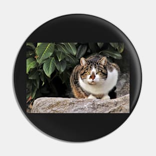 Bored Cat Pin