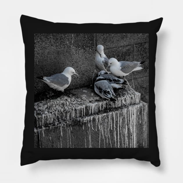 Tyne Bridge - Nesting Kittiwakes Pillow by axp7884