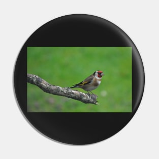 Goldfinch Pin