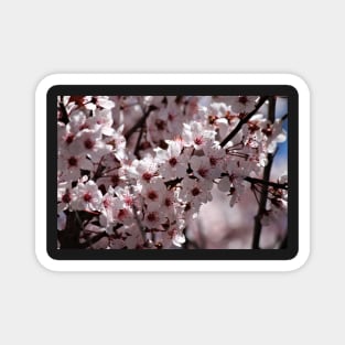 Japanese Cherry Tree (#4) Magnet