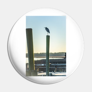 Great Blue Heron on a fishing dock 2 Pin