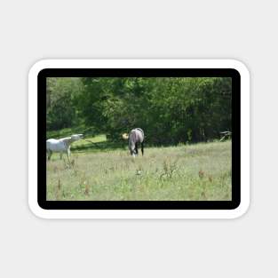 Wild Horses Magnet