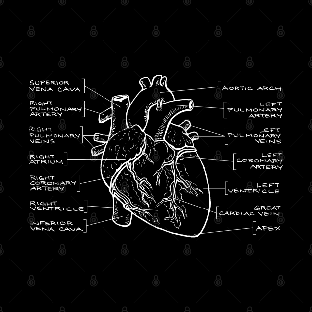 Anatomical Heart Diagram (White Text) by jleonardart