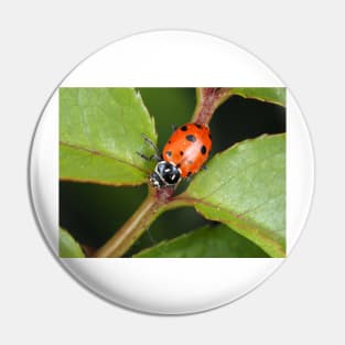 Hippodamia convergens (convergent lady beetle) Pin