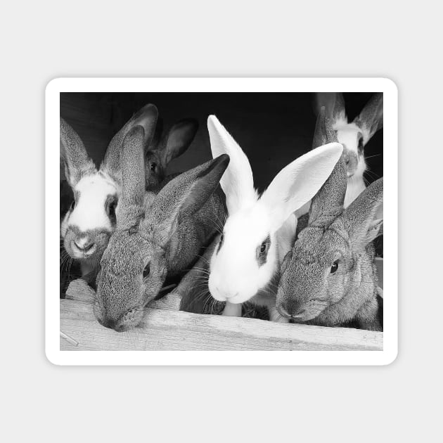 Rabbits Magnet by Kate-P-