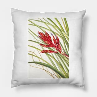 Giant airplant - Botanical Illustration Pillow