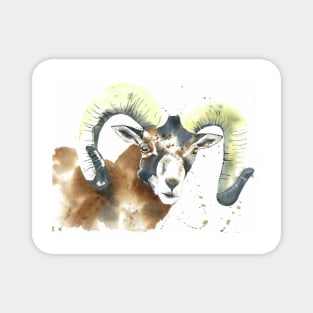 Cyprus Mouflon Magnet