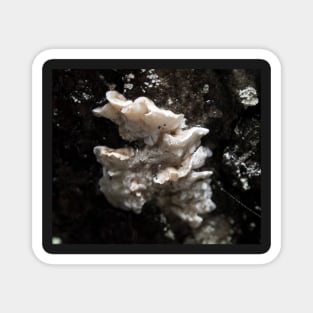 White Fungus Magnet