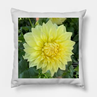 Yellow Dahlia Bloom Pillow