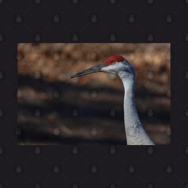 Michigan Sandhill Crane by One Creative Pup