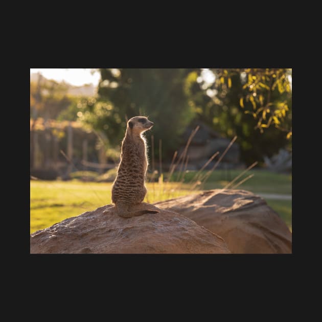 Meerkat by Bevlyn