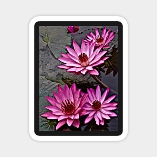 WATER LILIES OF THE ORIENT Magnet