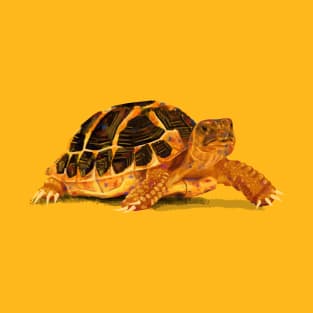 Turtle T-Shirt