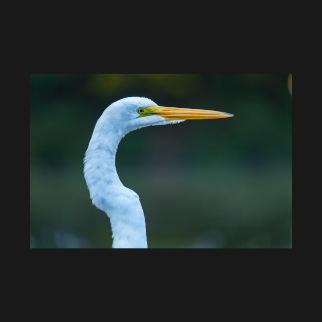 Great Egret by jvnimages