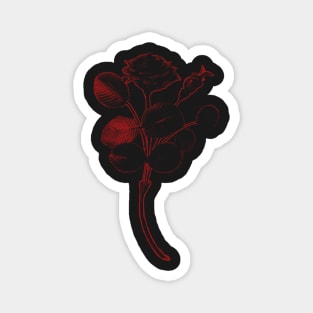 Rosa de Pelagio Black Rose Red Outline Image Magnet