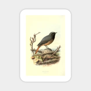 Redstart Magnet