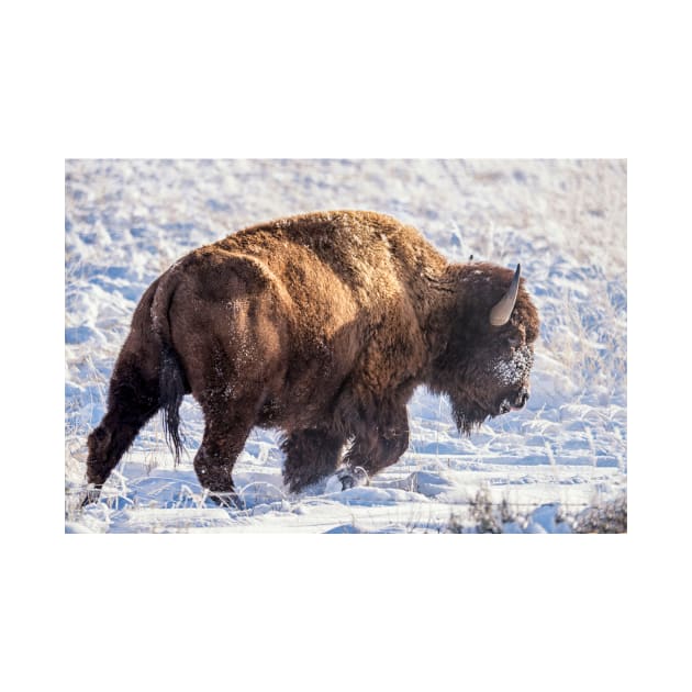 Fortitude - Bison in Snow by StacyWhite