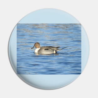 Northern pintail duck, wild birds, wildlife gifts Pin