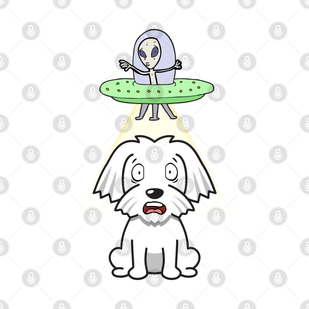 Cute white dog is abducted by aliens by Pet Station