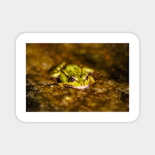 Marsh Frog (Pelophylax ridibundus) Magnet