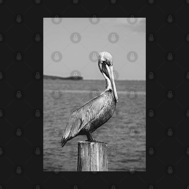 Brown Pelican in black and white by irishmurr