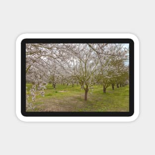 Almond Blossoms Magnet