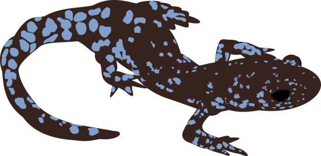 Blue Spotted Salamander Kids T-Shirt by stargatedalek