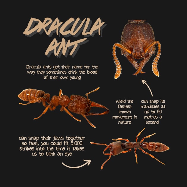 Dracula Ant Fun Facts by Animal Facts and Trivias