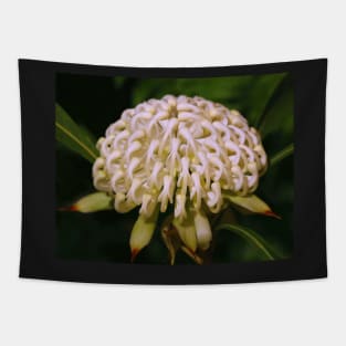 White Waratah Emerging Tapestry