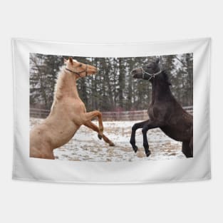 Thoroughbred foals synchronized rear Tapestry